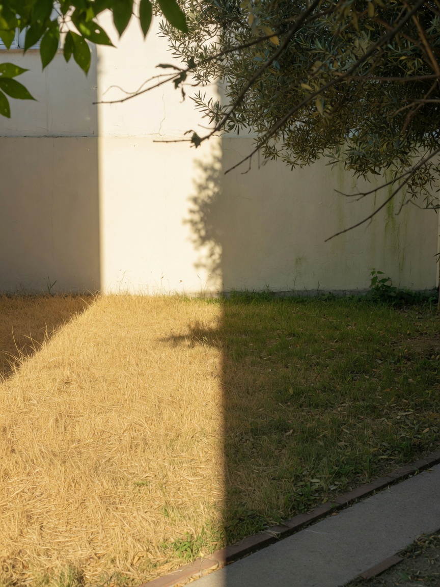 Quintal partido ao meio: grama seca no sol e verde na sombra do muro.